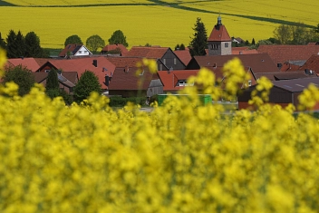 Heckenbeck - Rapsblüte