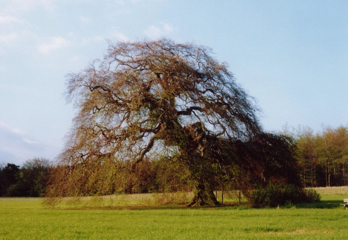 Kopfbuche Gremsheim Frühling