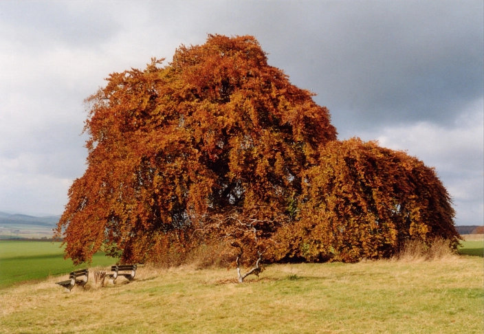 Kopfbuche Gremsheim Herbst