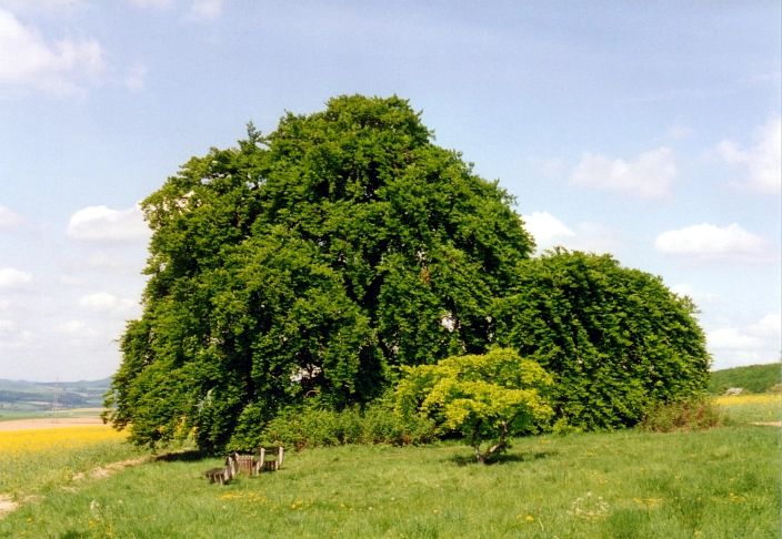 Kopfbuche Gremsheim Sommer