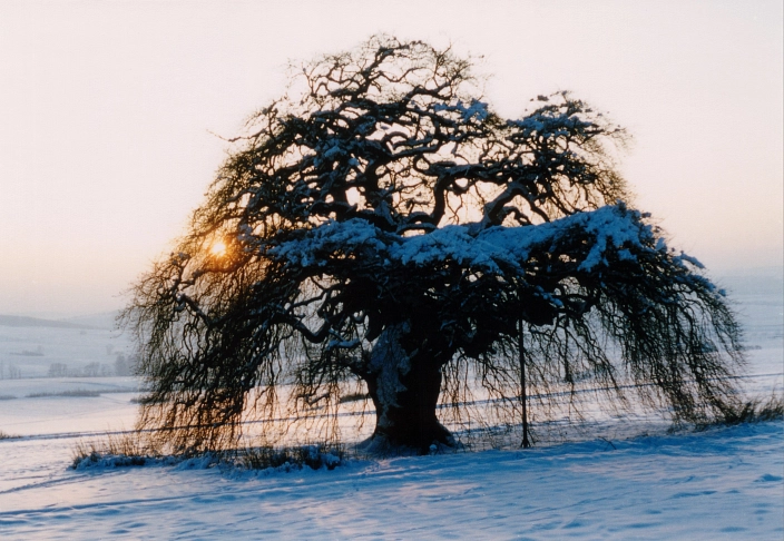 Kopfbuche Gremsheim Winter